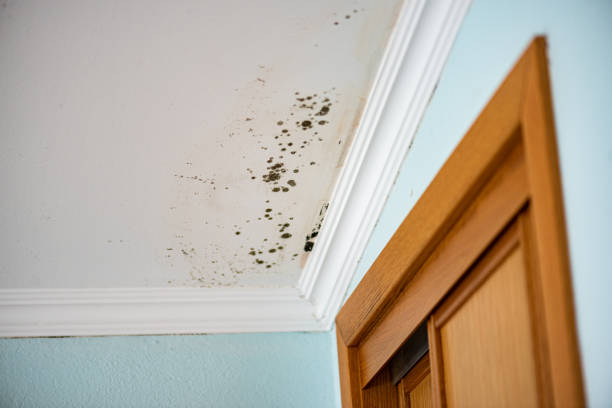 Office Mold Removal Services in Marsing, ID