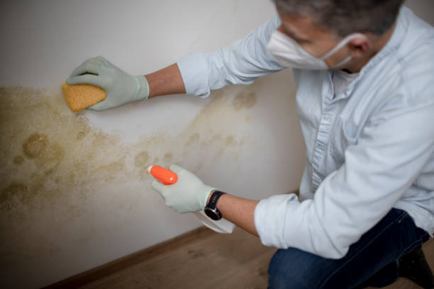 Home Mold Removal in Marsing, ID